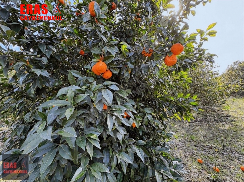 Dalaman'da Denize Ve Havalimanna Yakn Konumda Satlk 20.450 M2 Arazi