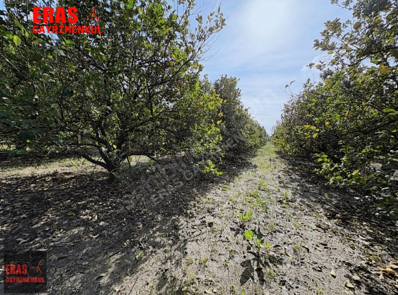 Dalaman'da Denize Ve Havalimanna Yakn Konumda Satlk 20.450 M2 Arazi