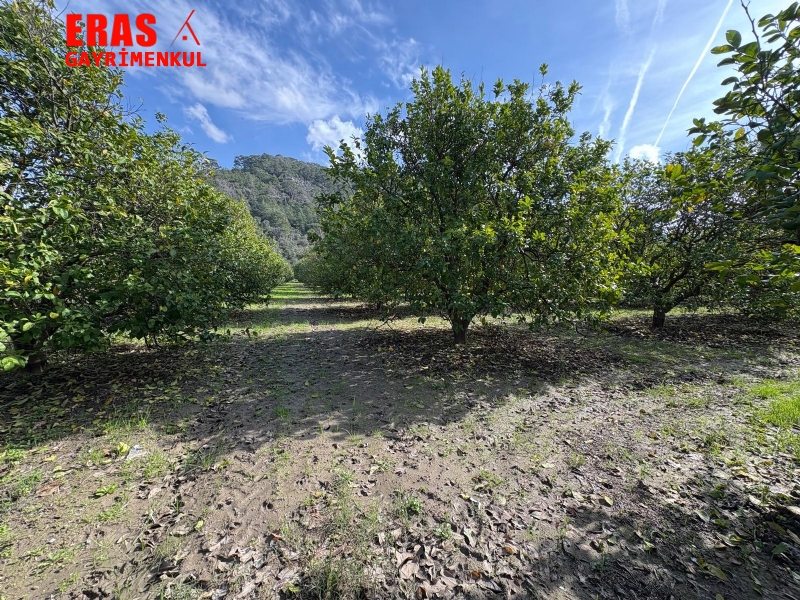 Dalaman'da Denize Ve Havalimanna Yakn Konumda Satlk 20.450 M2 Arazi