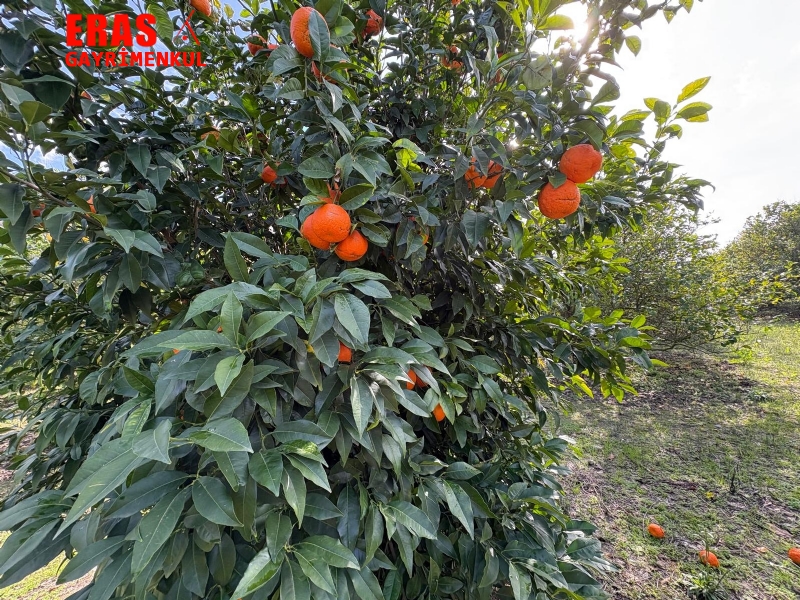 Dalaman'da Denize Ve Havalimanna Yakn Konumda Satlk 20.450 M2 Arazi