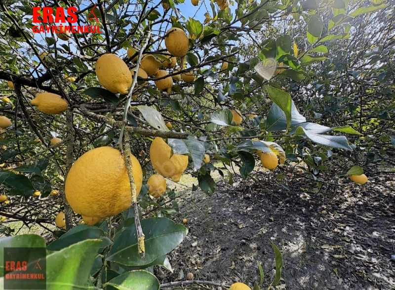 Dalaman'da Denize Ve Havalimanna Yakn Konumda Satlk 20.450 M2 Arazi